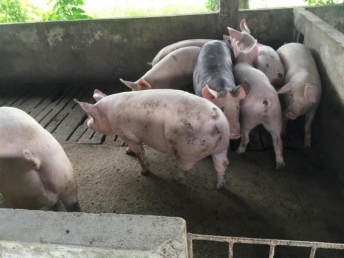 [Alagoas inicia 3ª etapa de vacinação contra a Peste Suína Clássica na segunda-feira (28)]