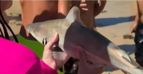 [Banhistas se assustam com peixe parecido com tubarão em praia do Extremo Sul baiano]