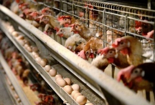[Brasil Saiba o que acontece após Brasil se declarar livre da gripe aviária]