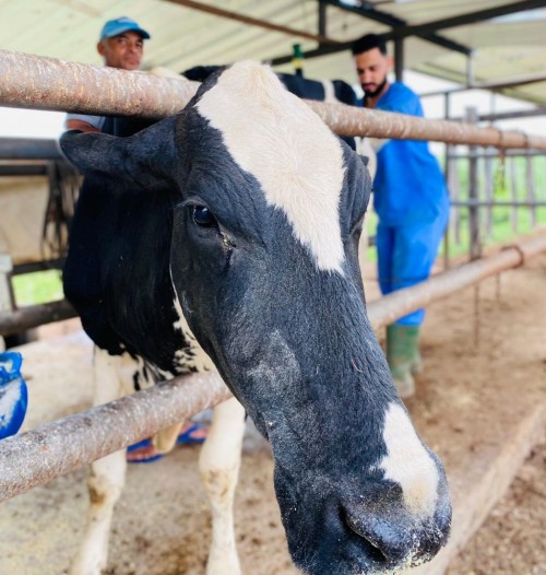 [Programa de Melhoramento Genético já realizou mais de 100 inseminações em Delmiro Gouveia]