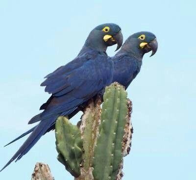 [SOS PARA A ARARA-AZUL-DE-LEAR NA REGIÃO DO RASO DA CATARINA]